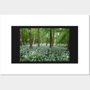 Ramsons - wild garlic Posters and Art